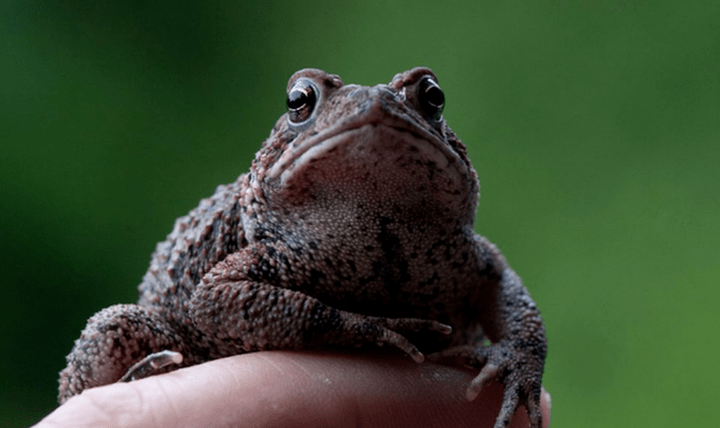 Kārpas